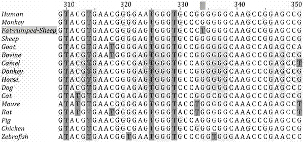 Molecular marker correlated with tailless phenotype of fat-rumped sheep in China and application of molecular marker