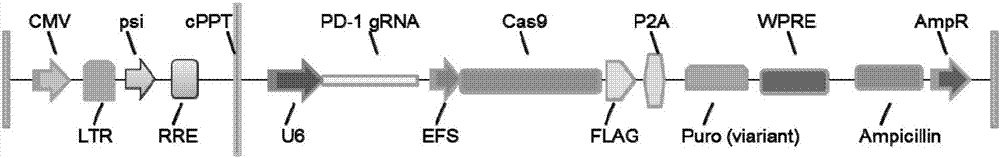 PD‑1 Gene Recombinant Virus Plasmid and Construction, Recombinant Retrovirus Lenti‑PD‑1‑Puro and Packaging and Application