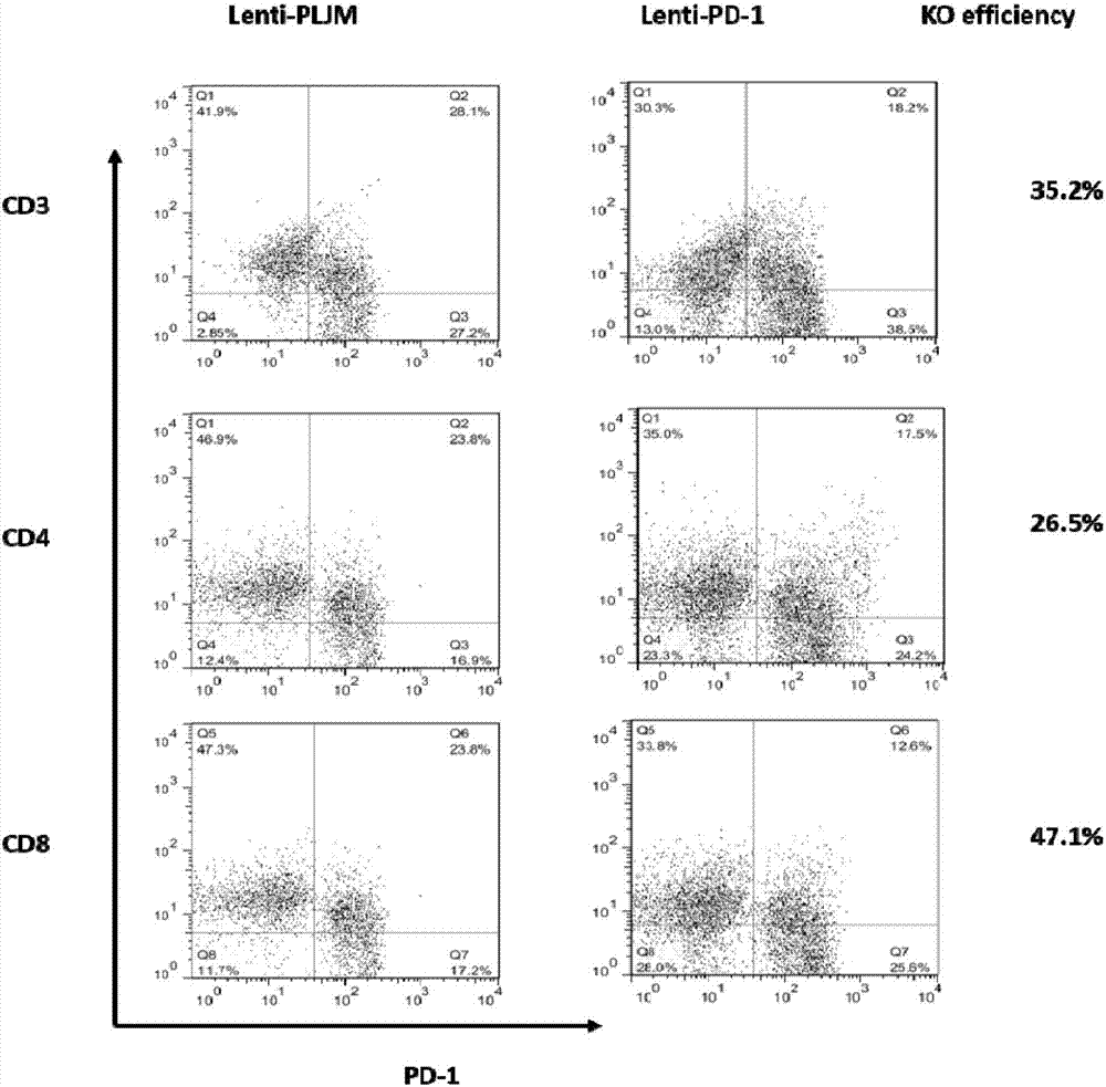 PD‑1 Gene Recombinant Virus Plasmid and Construction, Recombinant Retrovirus Lenti‑PD‑1‑Puro and Packaging and Application