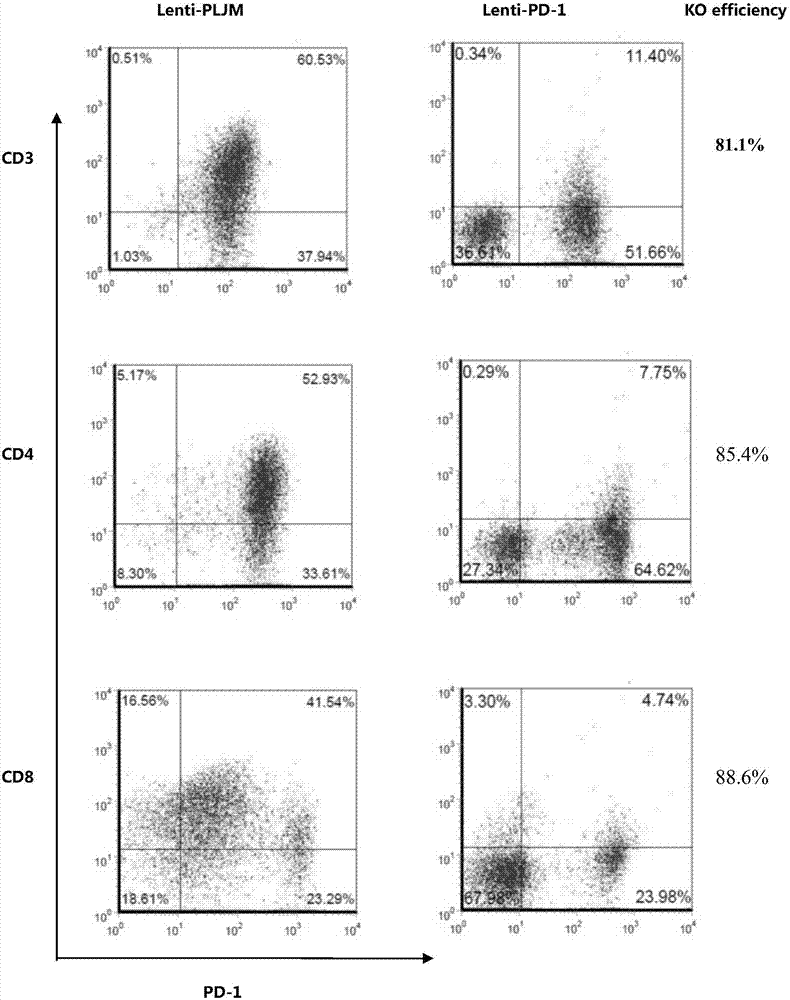 PD‑1 Gene Recombinant Virus Plasmid and Construction, Recombinant Retrovirus Lenti‑PD‑1‑Puro and Packaging and Application