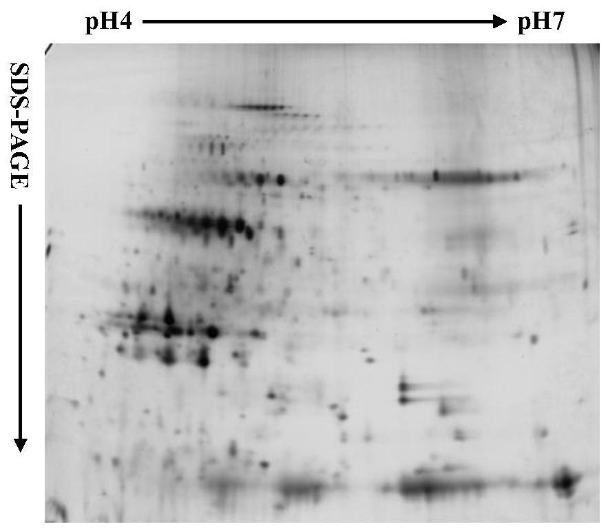 A Method for Extracting Rice Leaf Plasma Membrane Phosphorylated Proteins Suitable for Two-dimensional Electrophoresis