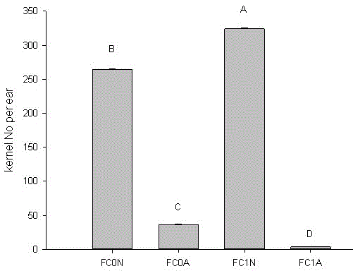 A technical method for uninterrupted improvement of single-cross maize