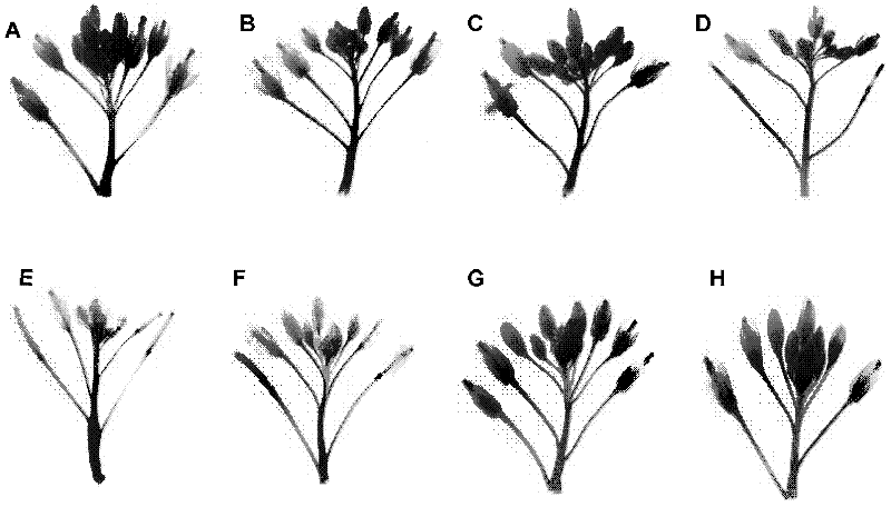 Promoter capable of driving expression of gene in tissue of flower