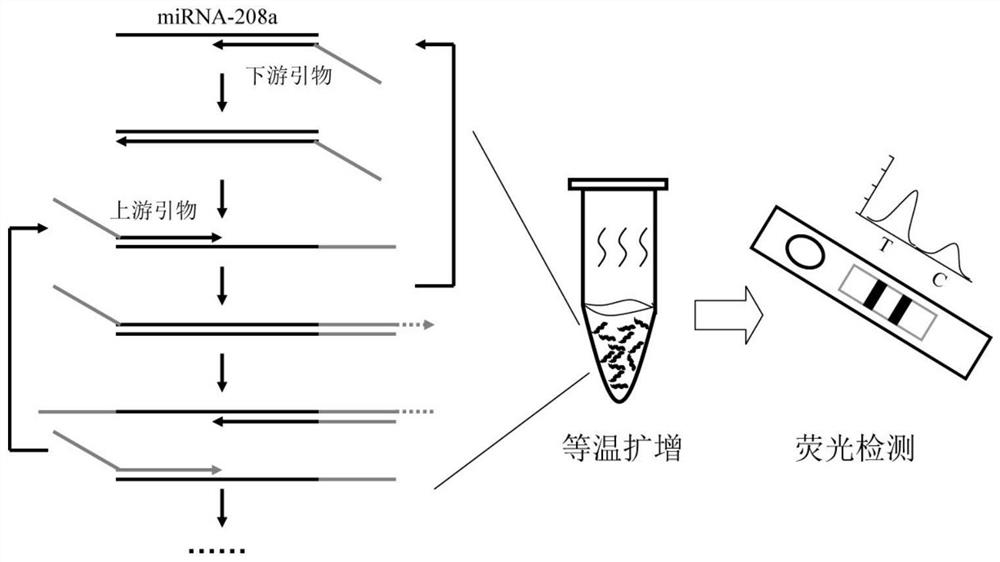 MiRNA-208a amplification primer pair based on chain exchange amplification and detection kit thereof