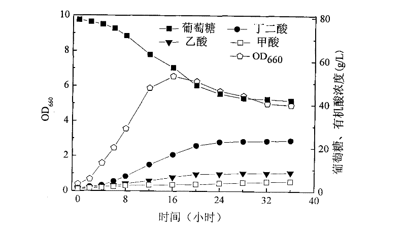 Method for preparing butanedioic acid through fermentation