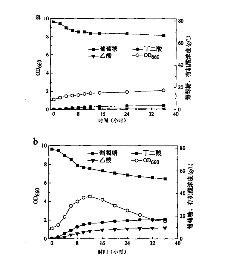 Method for preparing butanedioic acid through fermentation