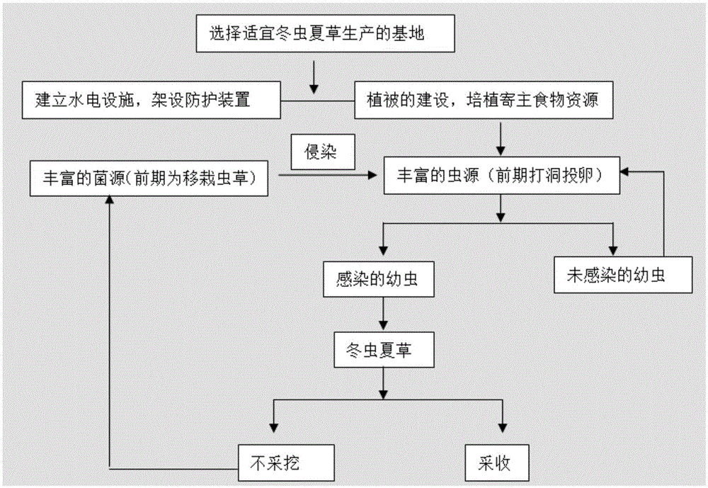 Method for sustainable high yielding of wild cordyceps sinensis in alpine regions