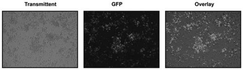 African swine fever virus attenuated strain lacking MGF360-9L gene and application of African swine fever virus attenuated strain