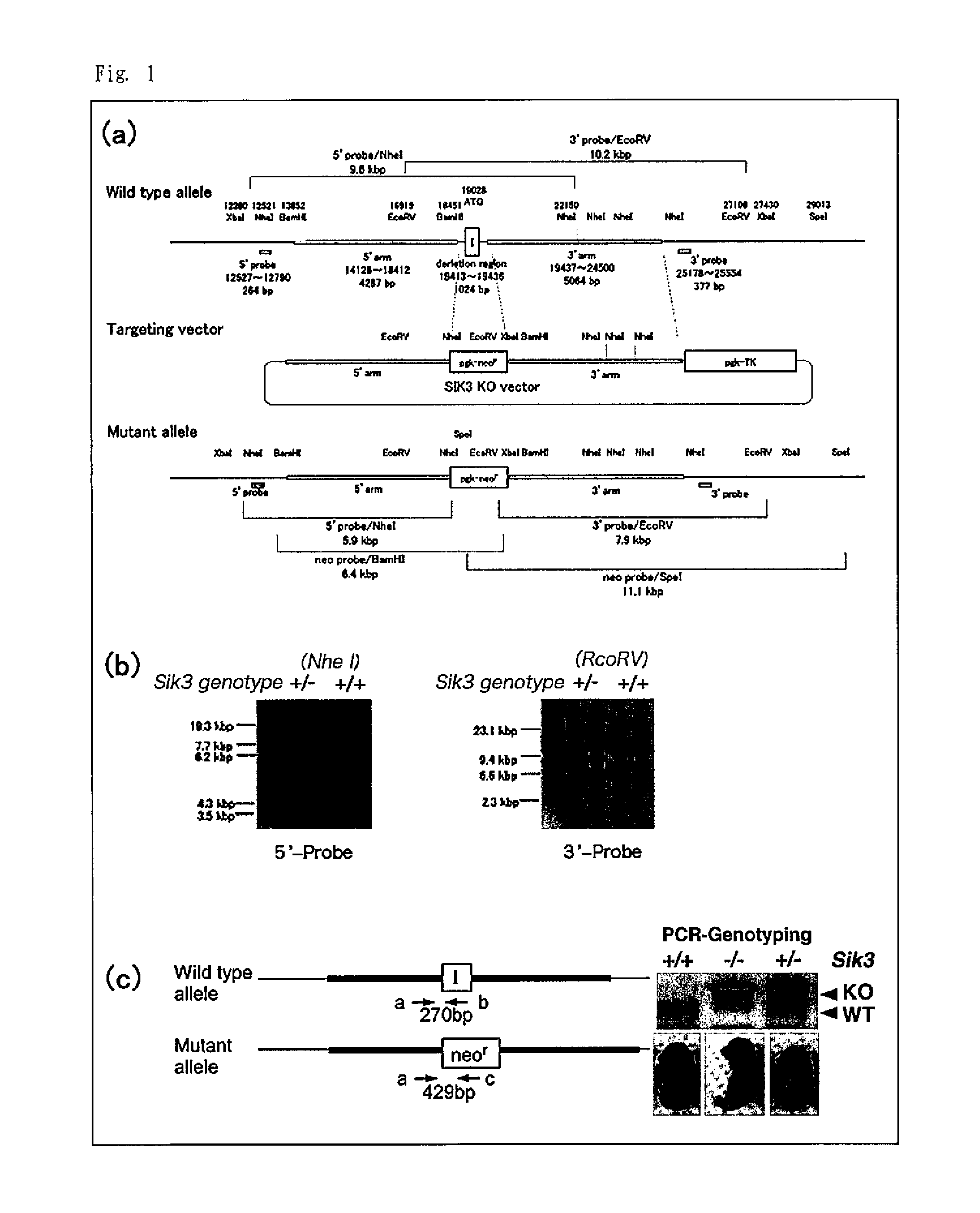 Screening method for therapeutic agent for chondropathy and modified chondrocyte for treatment of chondropathy