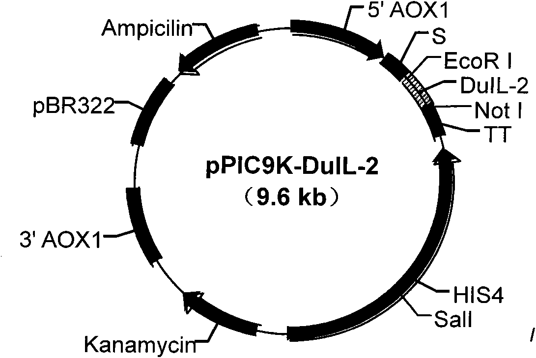 Pichiapastoris expression strain for recombinant duck interleukin 2 and construction method and application thereof