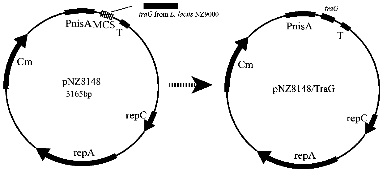 A kind of anti-acid stress recombinant lactic acid bacteria and its application