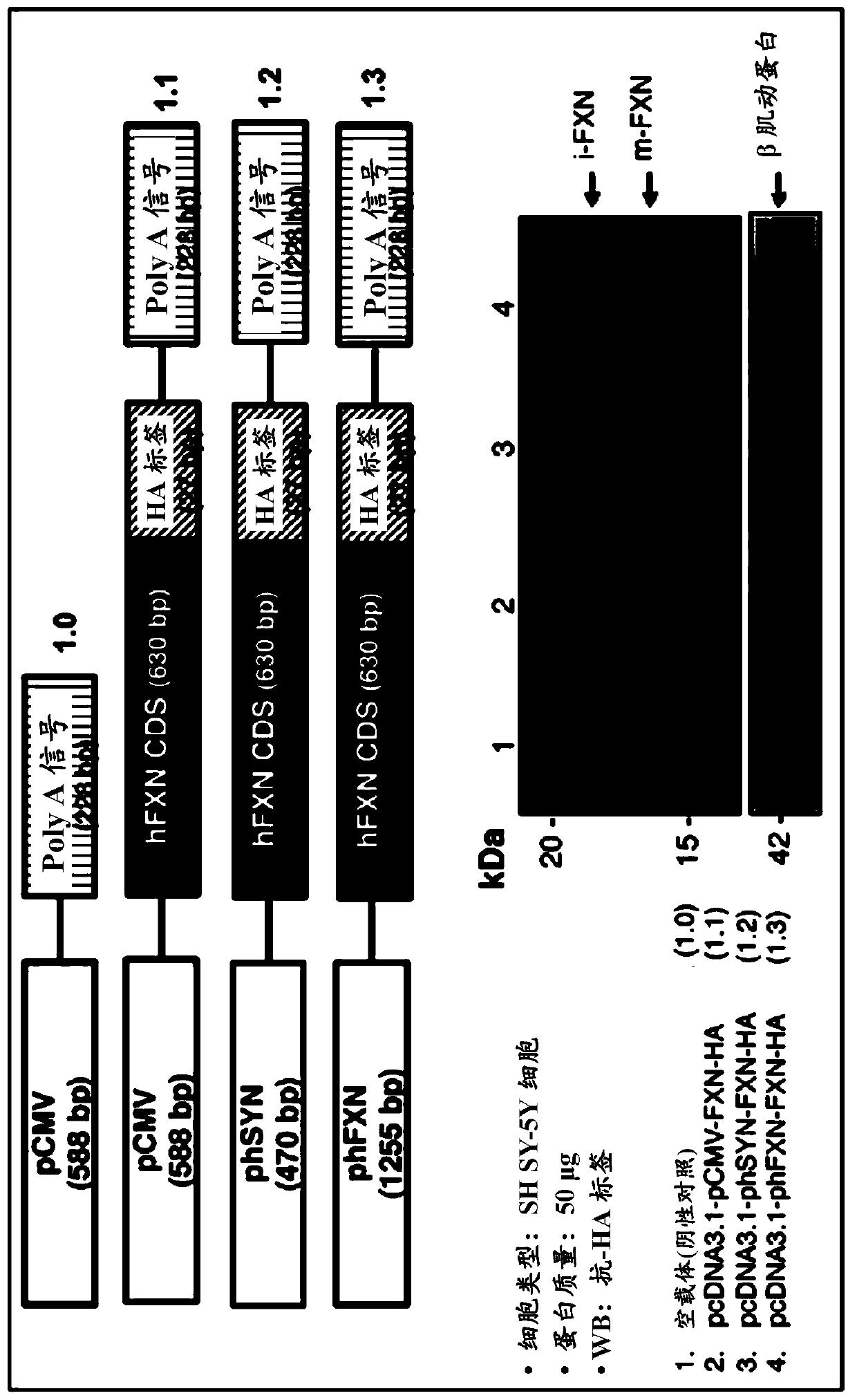 Vectors for treatment of friedreich's ataxia