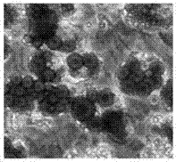 A Simple Isolation and Identification Method of Human Placental Myofibroblasts