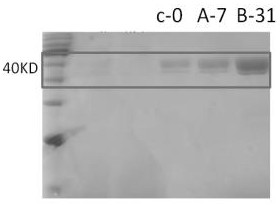 Recombinant protein as well as construction method and application thereof