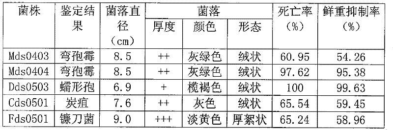 Colletotrichum Corda strain and biological herbicide containing spores thereof