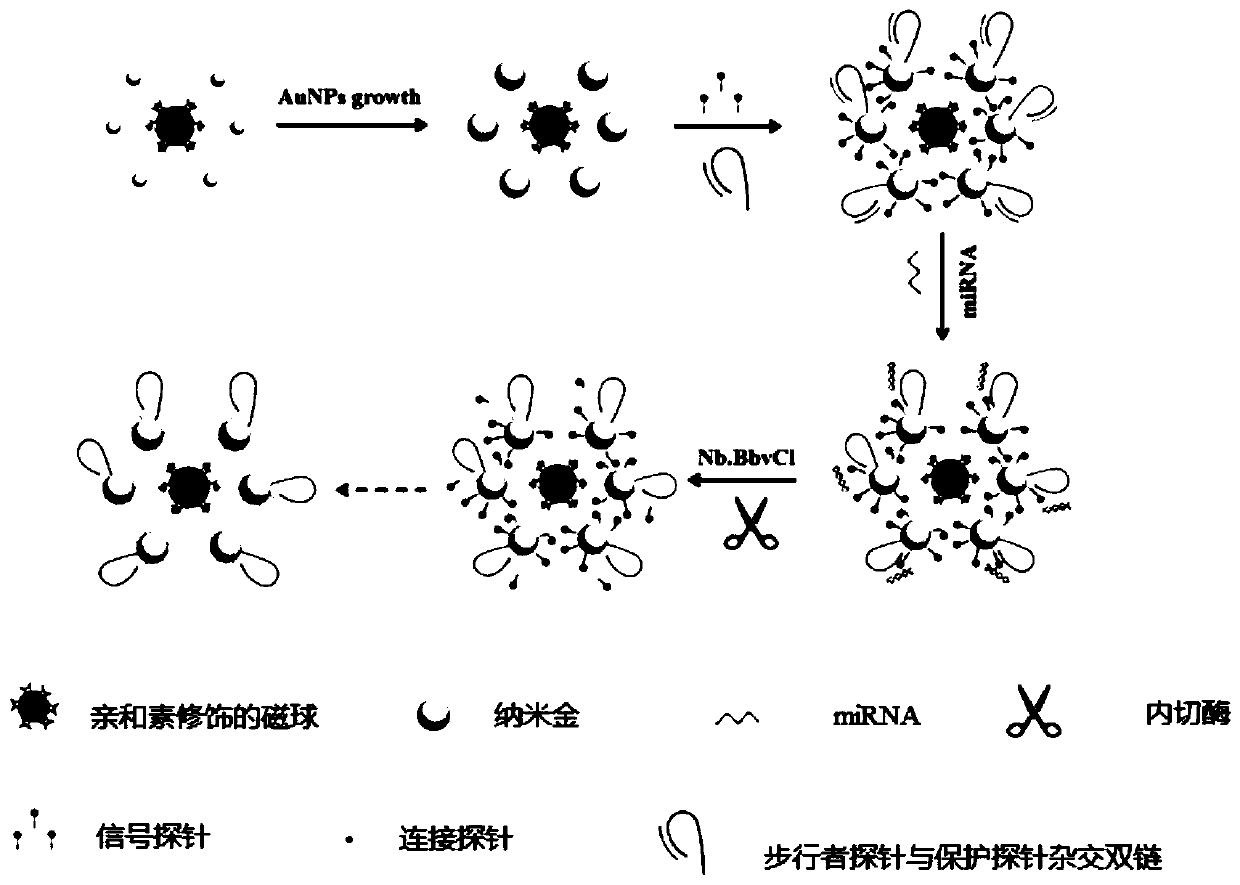 Preparation method of DNA walker-based coupled magnetic nano-composite, and product and application of nano-composite