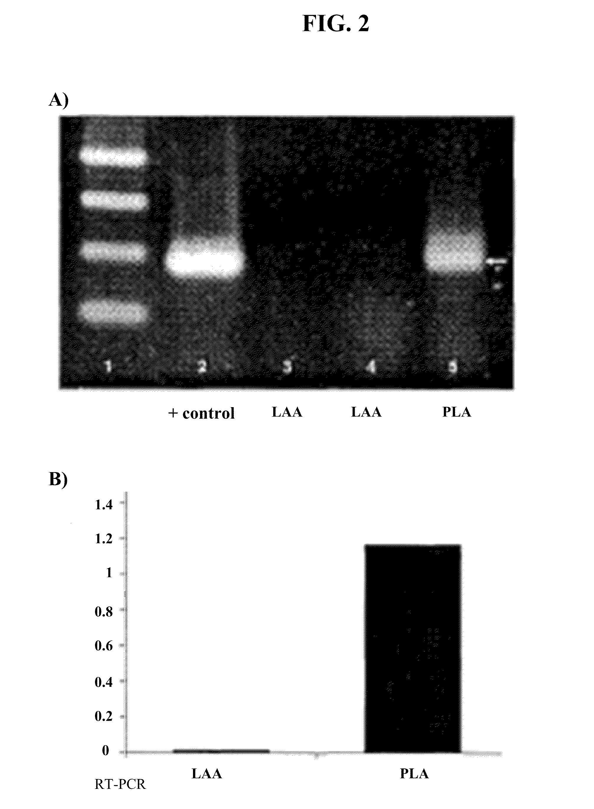 Devices for material delivery, electroporation, sonoporation, and/or monitoring electrophysiological activity