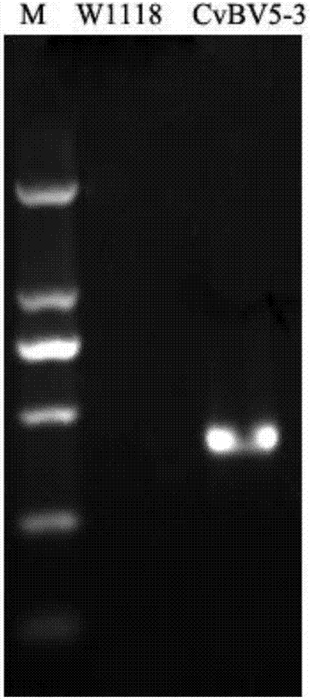 Application of CvBv5-3 gene to reduction of immunity of fruit fly and preparation of fruit fly model with low immunity