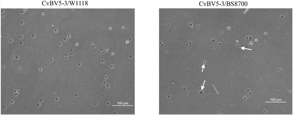 Application of CvBv5-3 gene to reduction of immunity of fruit fly and preparation of fruit fly model with low immunity