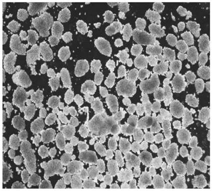 Application of ISL1 in preparation of medicine for inhibiting early ferroptosis of transplanted pancreas islet and cell