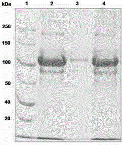 Hollow microcapsule, acidic or alkaline controlled-release microcapsule and preparation methods thereof