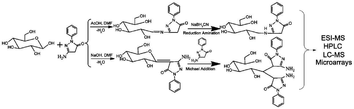 Derivatization and separation analysis method of reducing sugar chain and glycoprotein o-sugar chain by aminopyrazolone heterobifunctional reagent