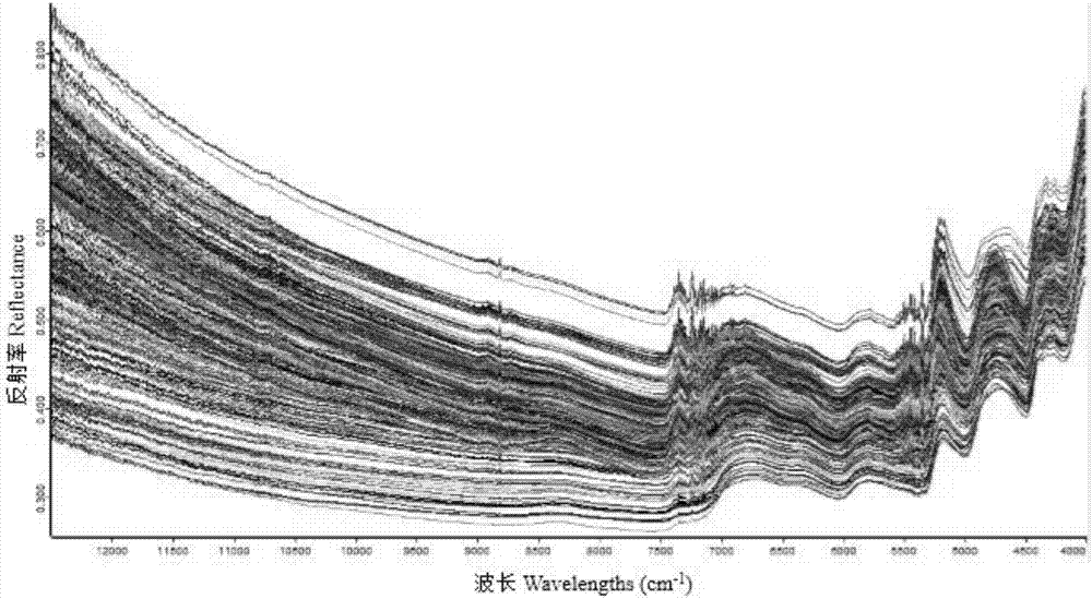 Method for determining content of crude protein in lolium multiflorum