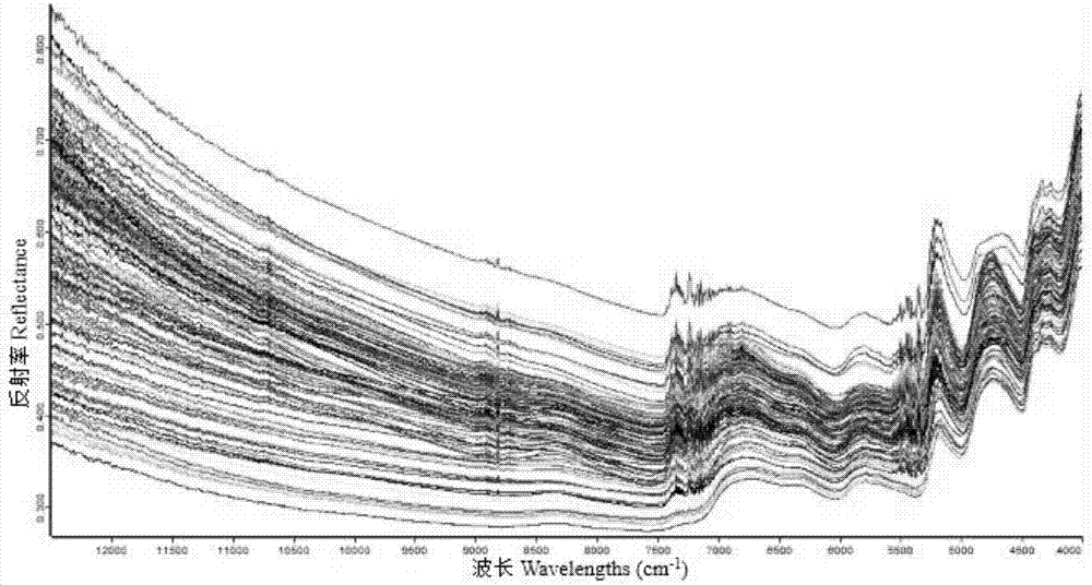 Method for determining content of crude protein in lolium multiflorum