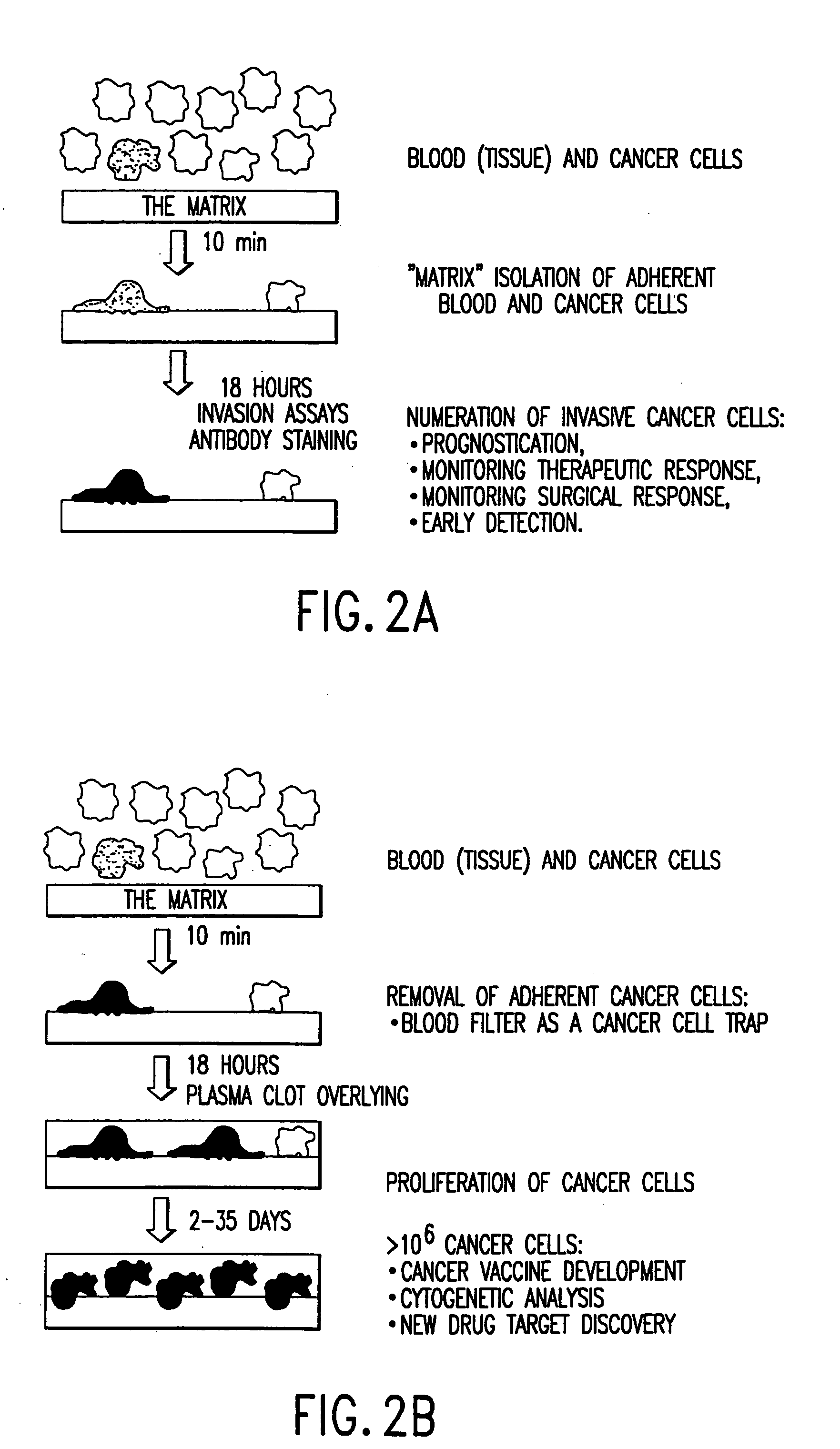 Methods and compositions for isolating metastatic cancer cells, and use in measuring metastatic potential of a cancer thereof