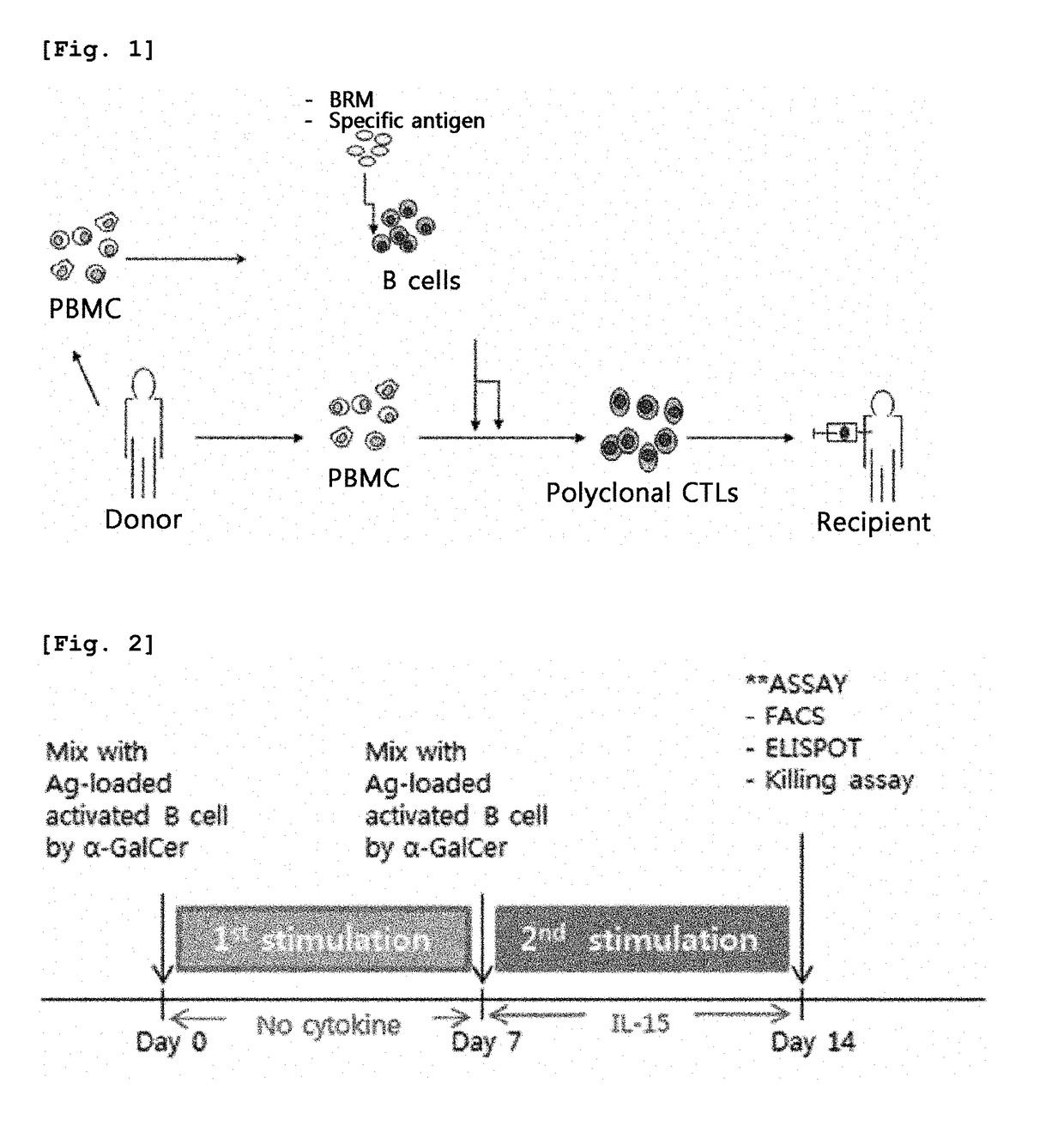 Method for preparing antigen-specific cytotoxic t-cells by using activated b-cells and use thereof