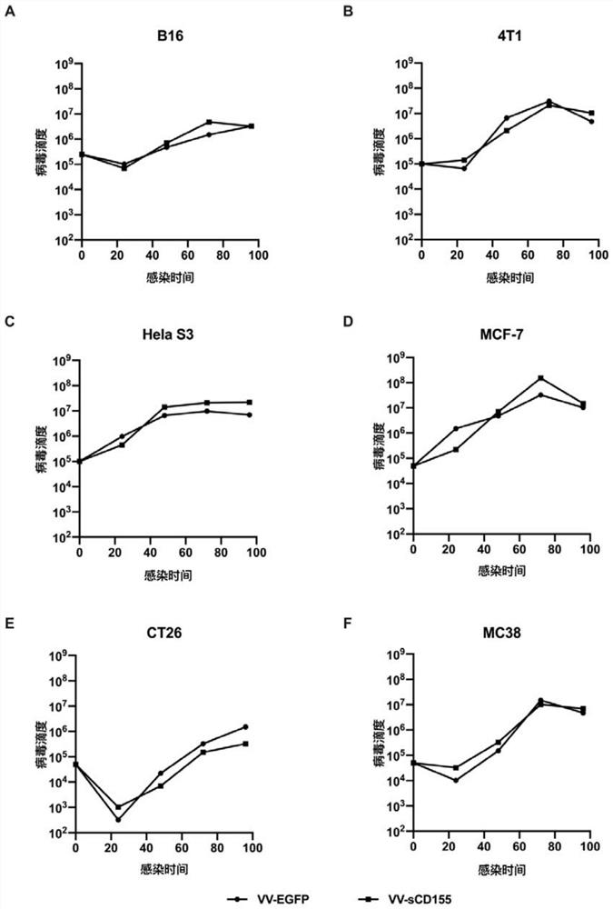 Novel recombinant oncolytic vaccinia virus for blocking immune inspection point and activating immune co-stimulation, construction method for novel recombinant oncolytic vaccinia virus and application of Novel recombinant oncolytic vaccinia virus