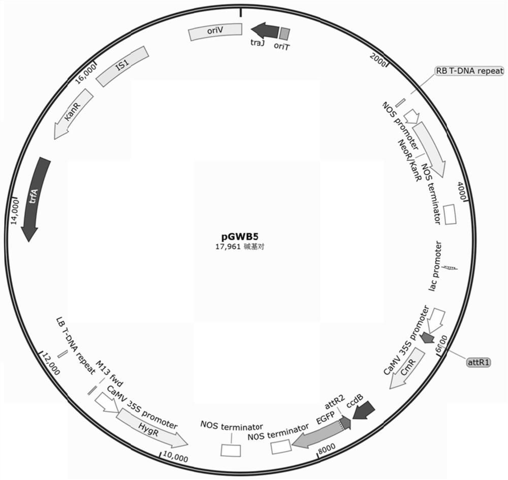 Application of cspsi-n protein cspsi-n in cucumber photosynthetic system i reaction center in resistance to melon blight