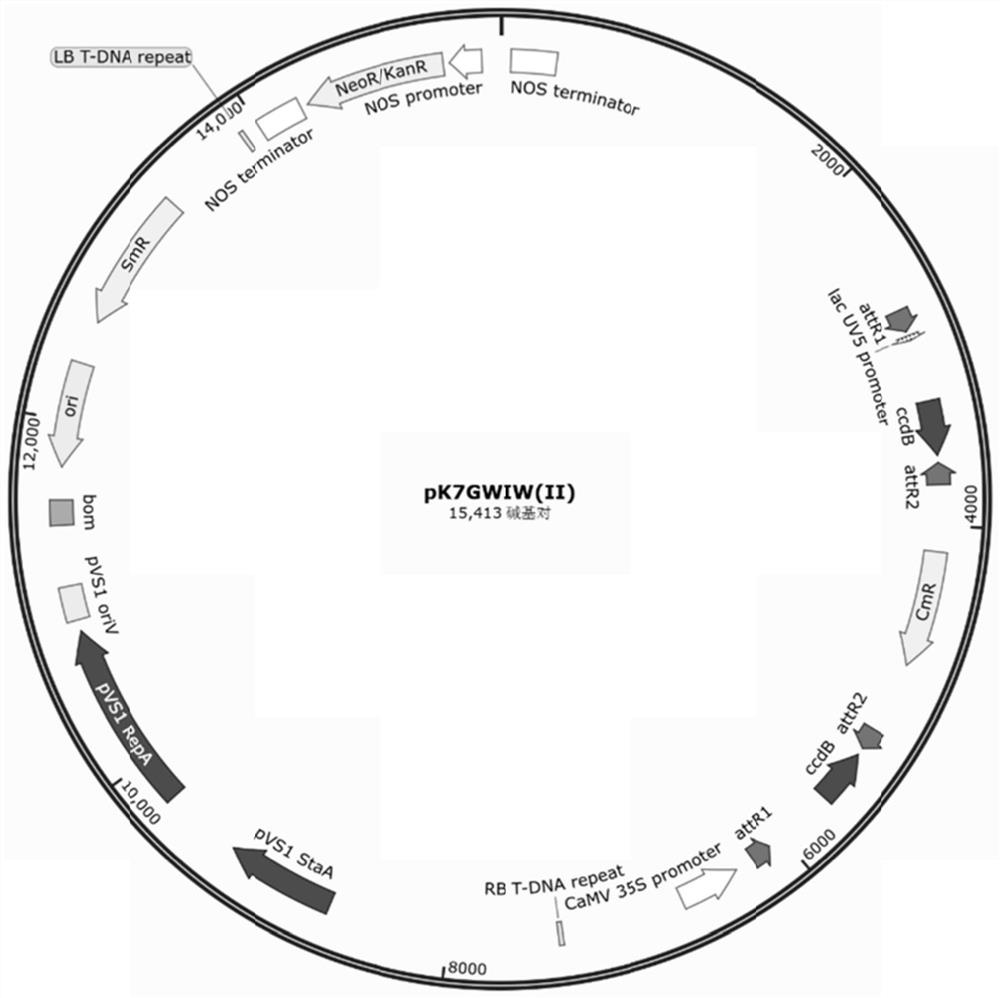 Application of cspsi-n protein cspsi-n in cucumber photosynthetic system i reaction center in resistance to melon blight