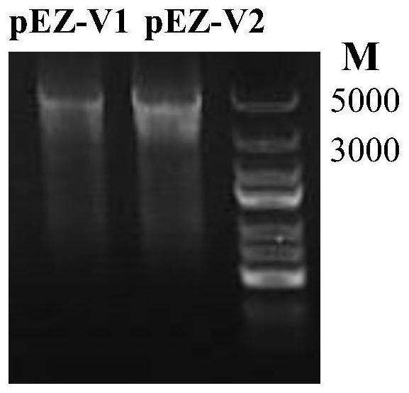 Zymomonas mobilis endogenous promoter mutants