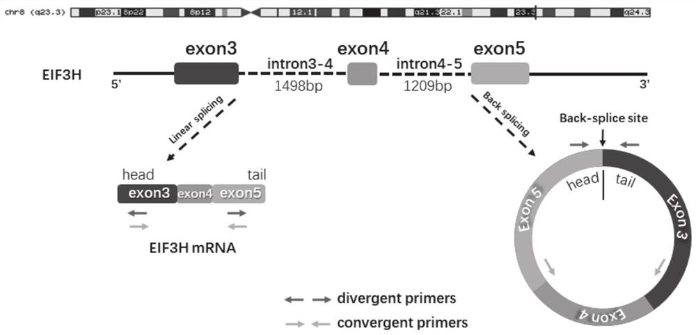 A molecular biomarker for the diagnosis and treatment of triple-negative breast cancer and its application