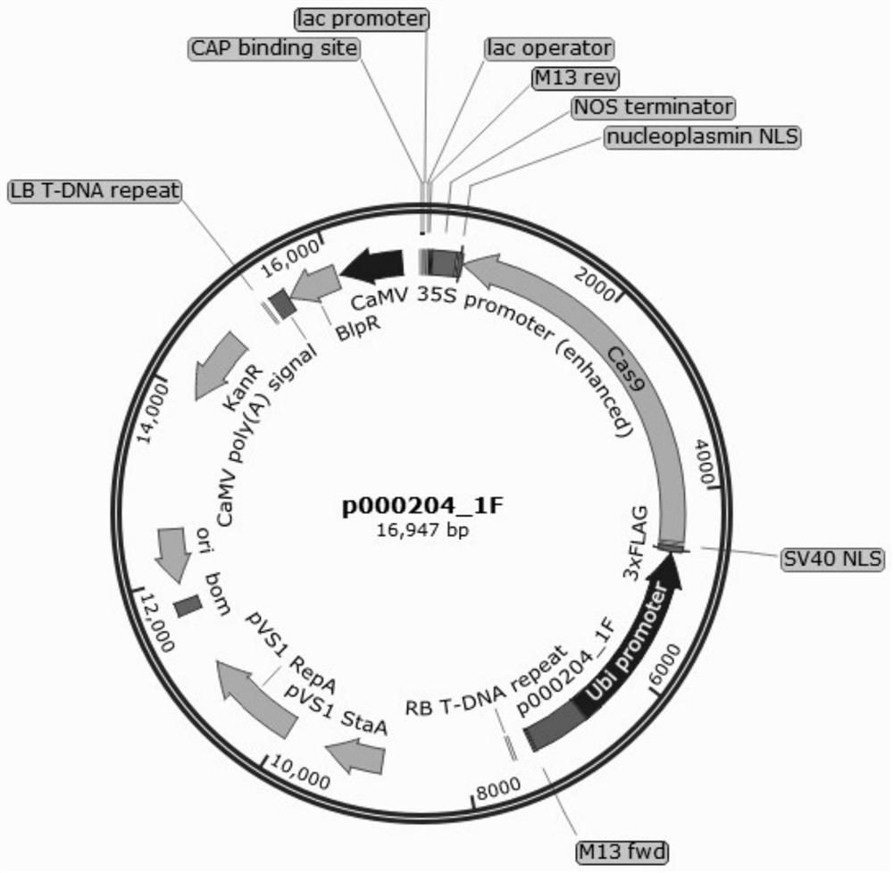 A gene controlling maize female traits and a kit, mutant genotype and method for creating a maize female sterile line