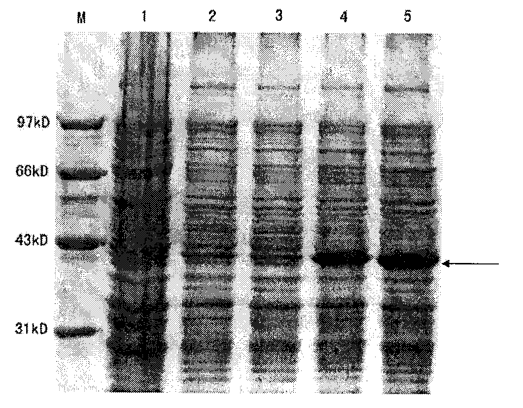 White spot syndrome virus VP292 polypeptide and application thereof