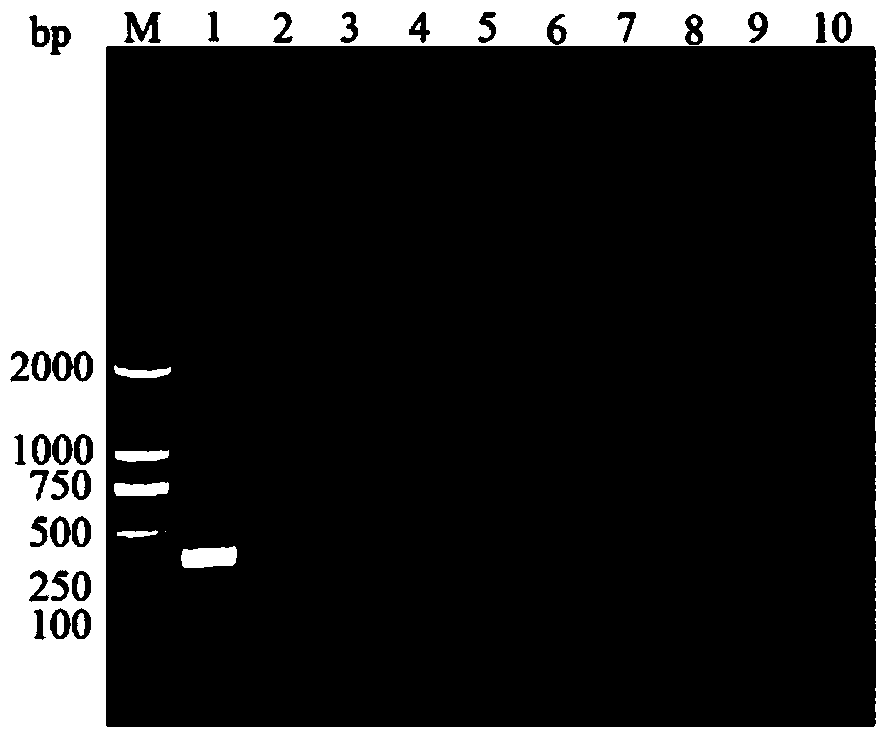 Phenacoccus manihoti matile-ferrero specificity SS-COI primer pair as well as method and kit for quick PCR detection