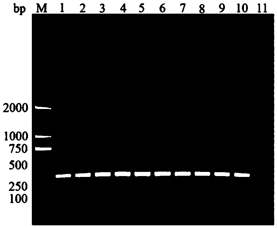 Phenacoccus manihoti matile-ferrero specificity SS-COI primer pair as well as method and kit for quick PCR detection