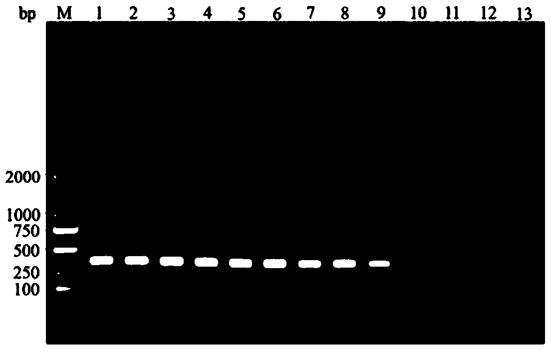 Phenacoccus manihoti matile-ferrero specificity SS-COI primer pair as well as method and kit for quick PCR detection