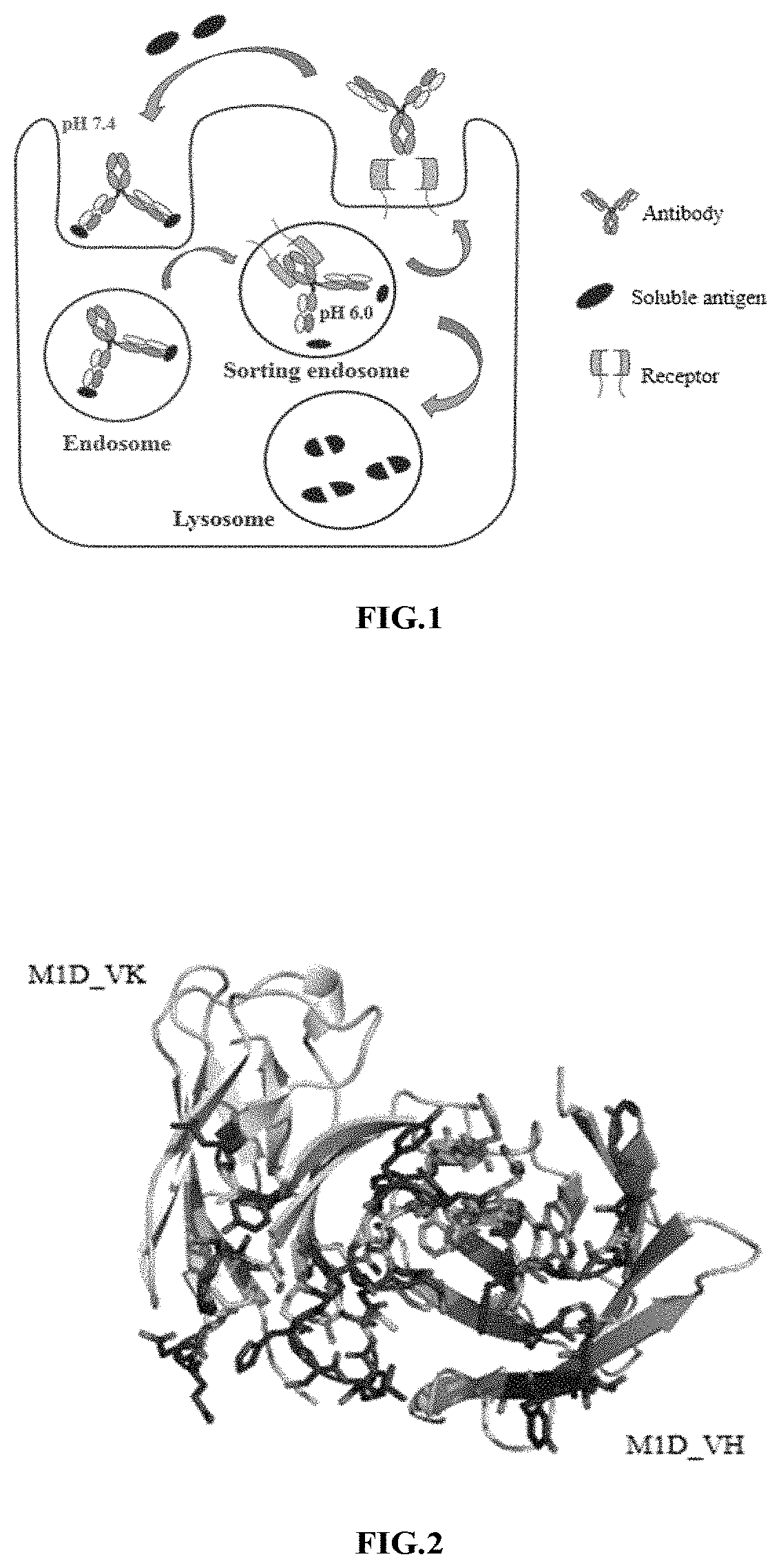 Novel Anti-hepatitis b virus antibody and uses thereof