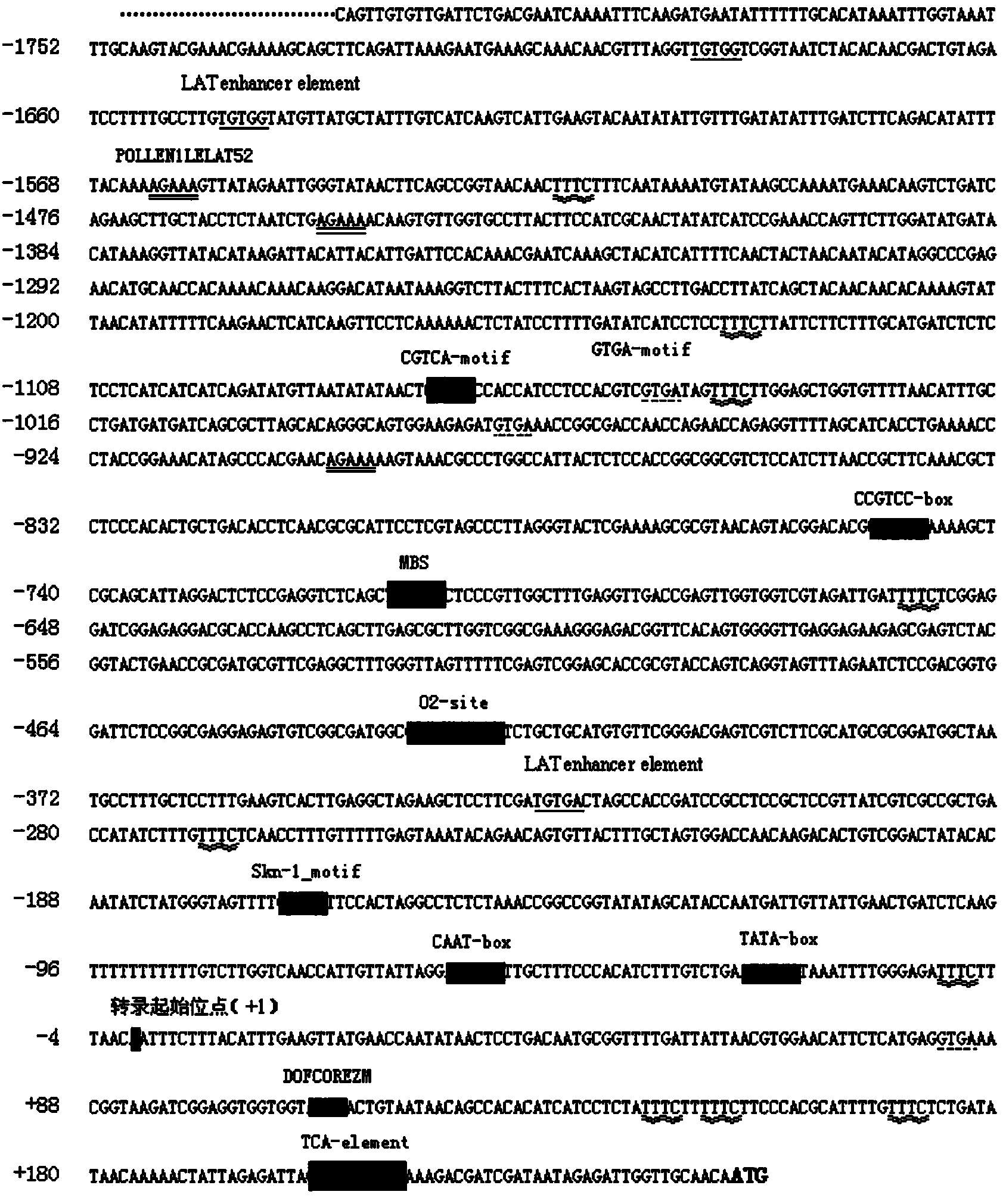 Preparation method and applications of rape BnRabGDI3 promoter