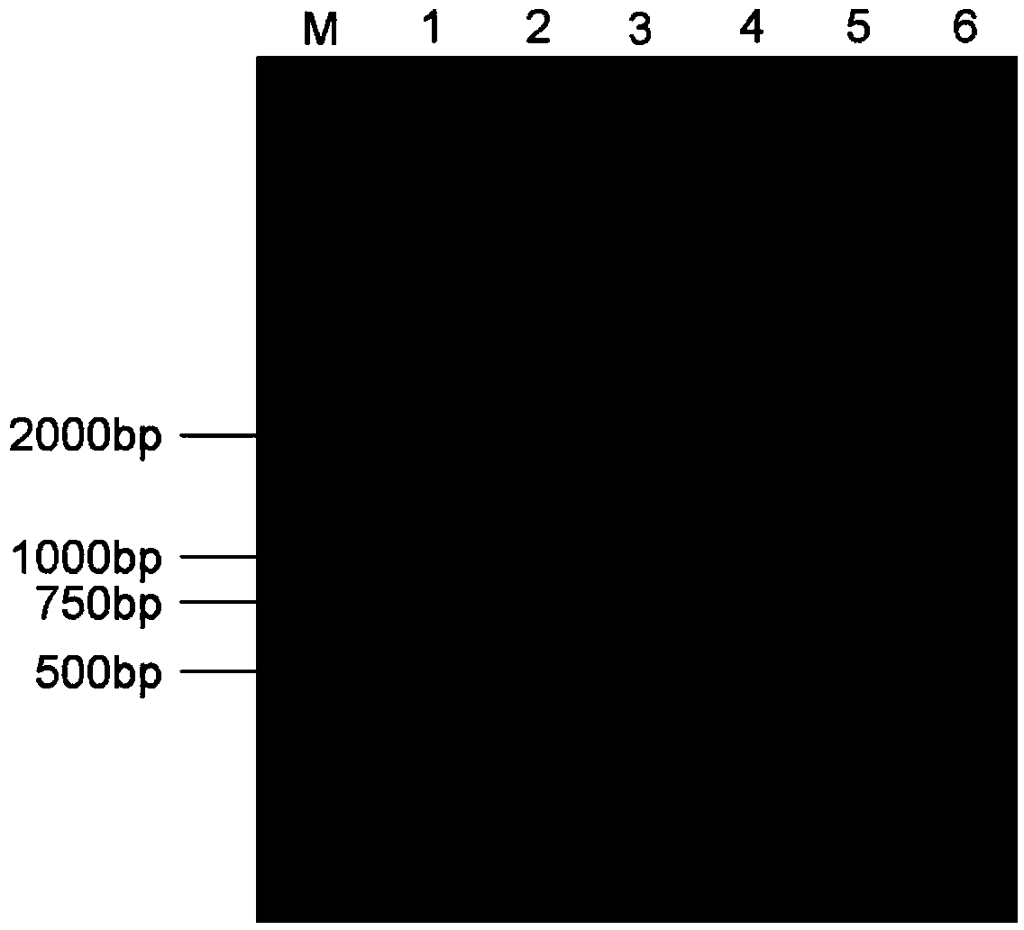 H5-subtype avian influenza vaccine candidate strain rS-156-/170+/181- as well as construction method and application thereof