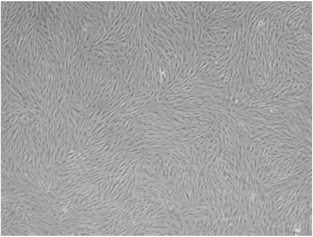 Method for improving culture of human skin pluripotent stem cells (SKPs)