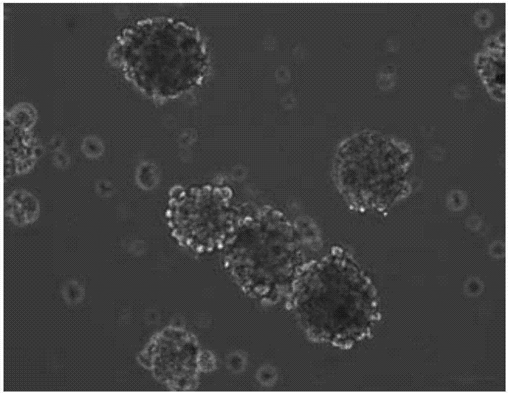 Method for improving culture of human skin pluripotent stem cells (SKPs)