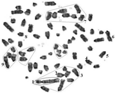 Construction of a genome-wide high-throughput cloning vector