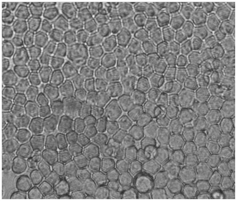 Construction of a genome-wide high-throughput cloning vector