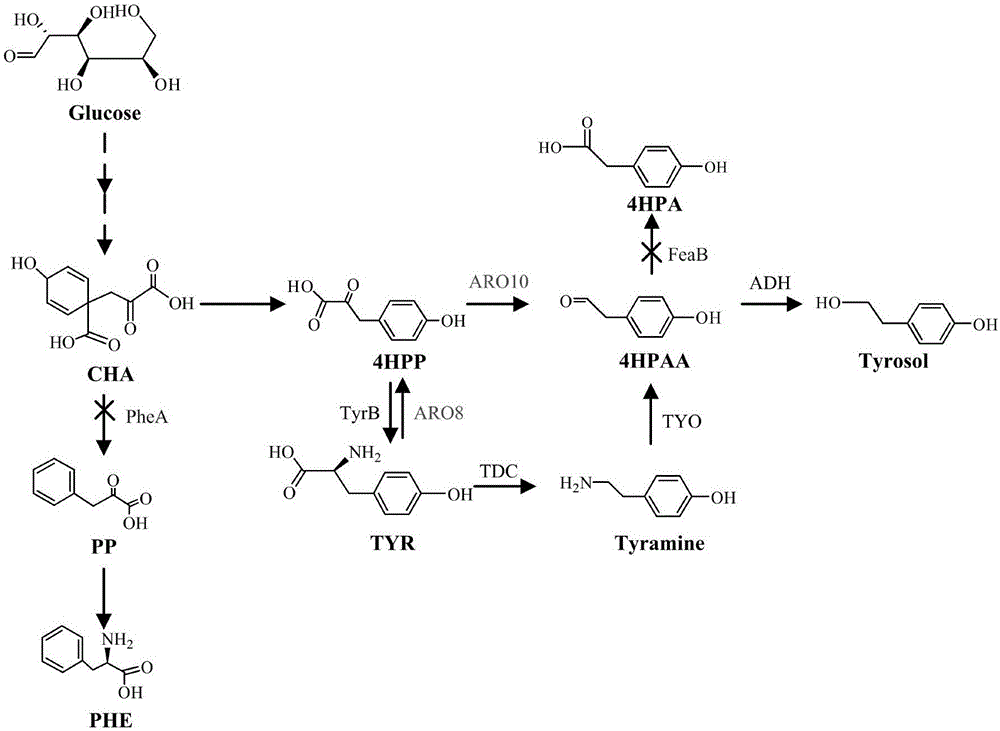 Recombinant strain capable of producing tyrosol and construction method thereof