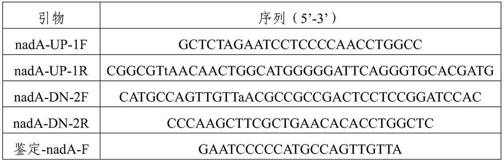 Quinolinic acid synthase mutant and application thereof