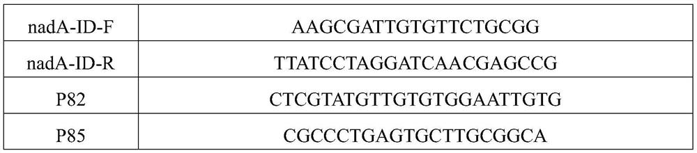 Quinolinic acid synthase mutant and application thereof